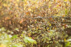 AlanKlughammer.com_20161023-AKP_4261