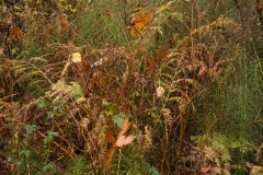 AlanKlughammer.com_20161103-_AKP4456