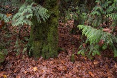 AlanKlughammer.com_20161103-_AKP4482