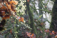 AlanKlughammer.com_20161103-_AKP4483