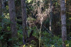 AlanKlughammer.com_20170325-_AKP6362