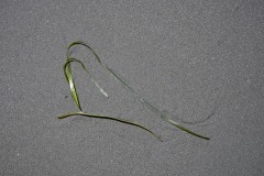 AlanKlughammer.com_20170714-_AKP7415