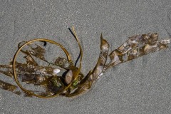 AlanKlughammer.com_20170714-_AKP7423