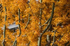 AlanKlughammer.com_20171117-_AKP8698