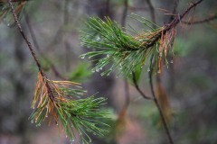 AlanKlughammer.com_20171118-_AKP8786