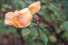 AlanKlughammer.com_20171125-_AKP8812