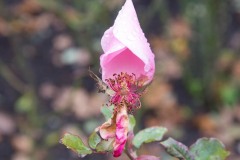 AlanKlughammer.com_20171125-_AKP8821