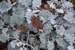 AlanKlughammer.com_20171125-_AKP8829