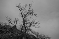 AlanKlughammer.com_20171125-_AKP8841