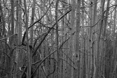 AlanKlughammer.com_20171125-_AKP8846