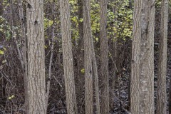 AlanKlughammer.com_20171125-_AKP8848