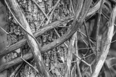 AlanKlughammer.com_20171125-_AKP8857