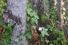 AlanKlughammer.com_20171209-_AKP9147