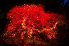 AlanKlughammer.com_20171209-_AKP9180