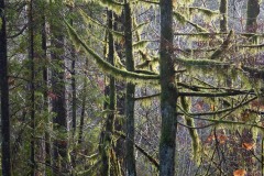 AlanKlughammer.com_20180114-_AKP9935
