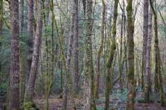 AlanKlughammer.com_20180114-_AKP9937