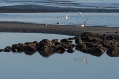 AlanKlughammer.com_20180210-_AKP0284