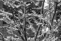 AlanKlughammer.com_20180221-_AK50495