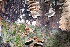 AlanKlughammer.com_20180224-AK5_0613