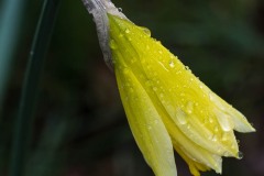 AlanKlughammer.com_20180318-_AK51136