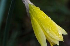 AlanKlughammer.com_20180318-_AK51136