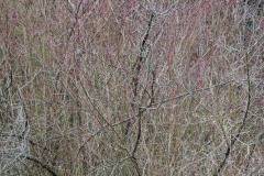 AlanKlughammer.com_20180325-_AK51226