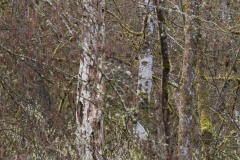 AlanKlughammer.com_20180325-_AK51269