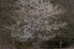 AlanKlughammer.com_20180325-_AK51299