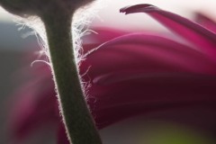 AlanKlughammer.com_20180331-_AK51520