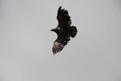AlanKlughammer.com_20180401-_AK51617