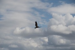 AlanKlughammer.com_20180401-_AK51643