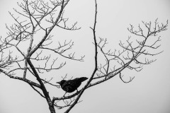 AlanKlughammer.com_20180401-_AK51697