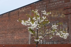 AlanKlughammer.com_20180407-AK5_1786