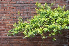 AlanKlughammer.com_20180407-AK5_1869