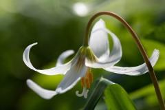 AlanKlughammer.com_20180422-_AK52042