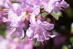 AlanKlughammer.com_20180422-_AK52149