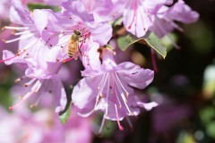 AlanKlughammer.com_20180422-_AK52152
