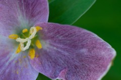 AlanKlughammer.com_20180422-_AK52220