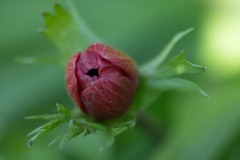 AlanKlughammer.com_20180422-_AK52225