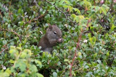 AlanKlughammer.com_20180515-AK5_2463