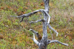 AlanKlughammer.com_20180516-AK5_2929