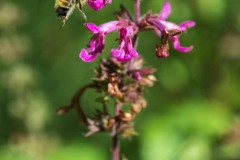AlanKlughammer.com_20180729-f14757848