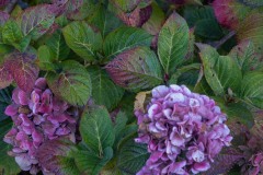 AlanKlughammer.com_20181013-_AK55238