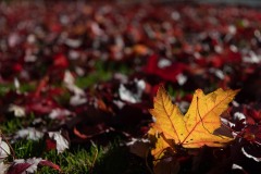 AlanKlughammer.com_20181013-_AK55305
