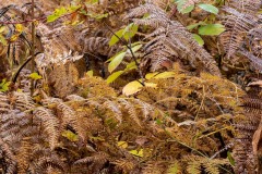 AlanKlughammer.com_20181027-_AK55879