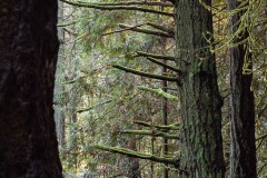 AlanKlughammer.com_20181202-_6100960