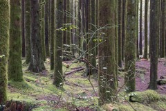 AlanKlughammer.com_20181224-_AK56345