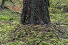 AlanKlughammer.com_20181224-_AK56367