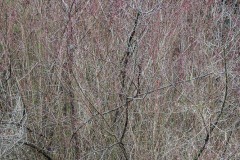 Burning Bush