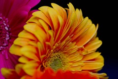 AlanKlughammer.com_AlanKlughammer.com_20180508-_6100538